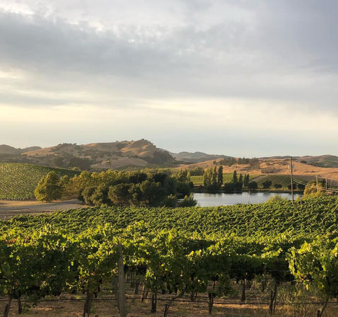 Wine Wonderland: Indulge in Sonoma and Napa's Finest with Rosé Wine Tours image 7