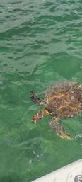Tulum Private Boat Tour & Turtle Snorkeling Experience image 5