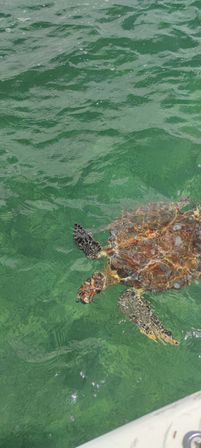 Tulum Private Boat Tour & Turtle Snorkeling Experience image 5