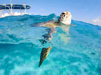 Tulum Private Boat Tour & Turtle Snorkeling Experience image 1