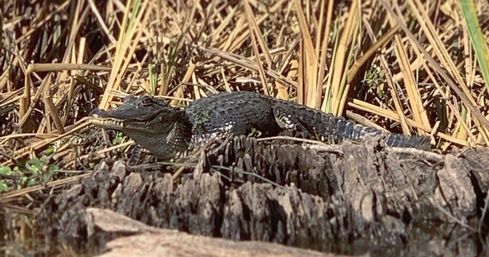 Bayou & Wildlife Alligator EcoTour image 2