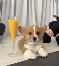 Puppysphere: Puppy Yoga + Bubbly, Private Puppy Yoga, Puppy Socials, Puppy Meditations & More image 15