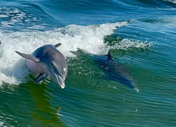 Anna Maria Island Adventure: Snorkeling, Shells & Memories image 5