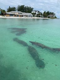 Anna Maria Island Adventure: Snorkeling, Shells & Memories image 6