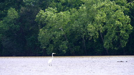 Insta-Worthy See-Through Kayak Tour of Old Hickory Lake image 6