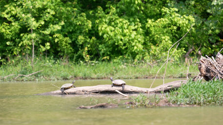 Insta-Worthy See-Through Kayak Tour of Old Hickory Lake image 5