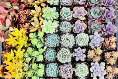 DIY Planting Bar at Rooted Treasure Succulents image 9