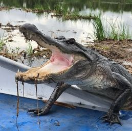 Louisiana Swamp Tour Experience: Alligator & Wildlife Adventure for Groups Near New Orleans image 5