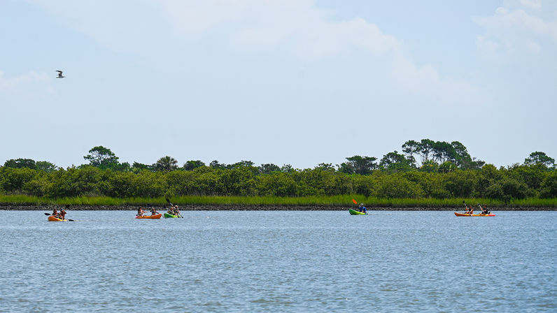 Wildlife Adventure: Boat Cruise & Kayak Eco Tour image 2