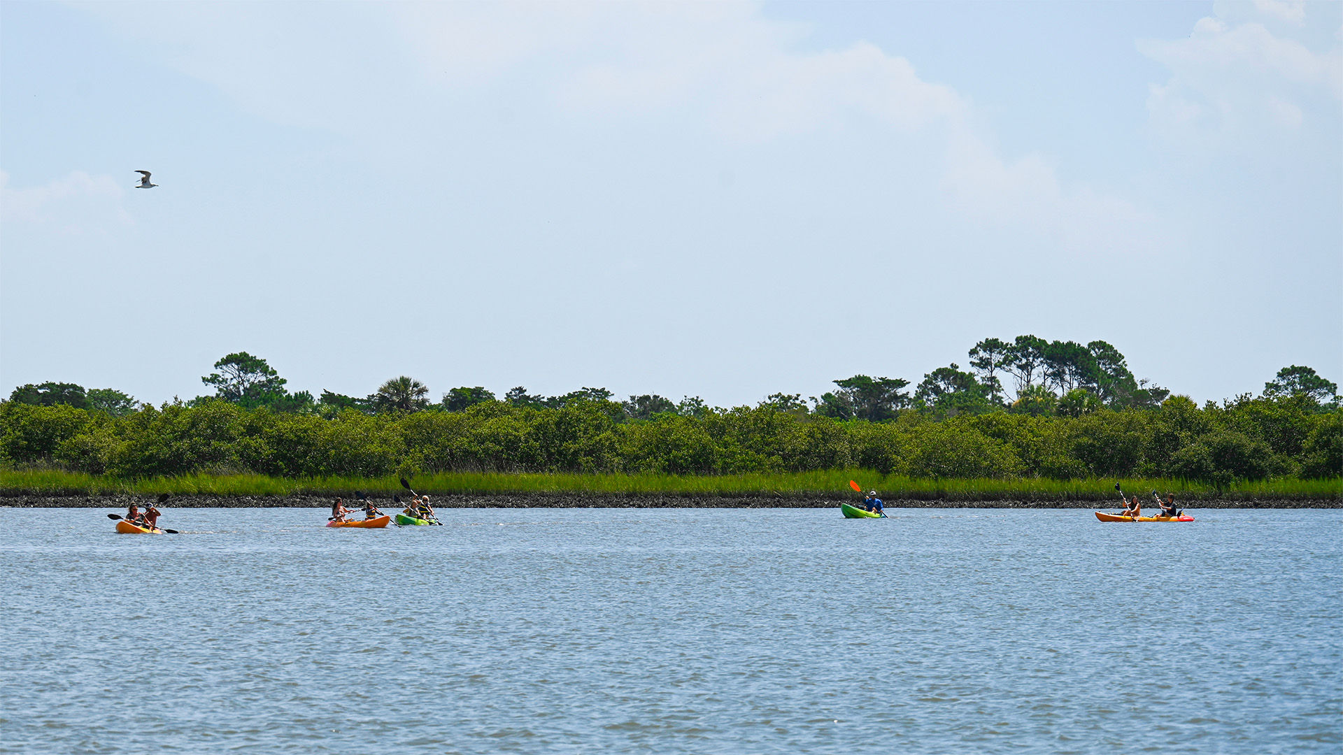 Wildlife Adventure: Boat Cruise & Kayak Eco Tour image 2