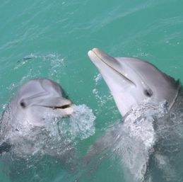 Dolphin Trip for All Ages with Southern Rose Cruises image 3