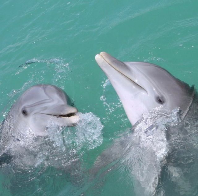 Dolphin Trip for All Ages with Southern Rose Cruises image 3