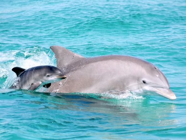 Dolphin Trip for All Ages with Southern Rose Cruises image 1