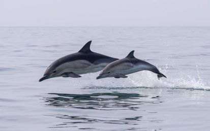 Dolphin Trip for All Ages with Southern Rose Cruises image 4