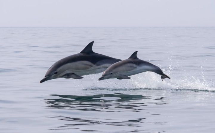 Dolphin Trip for All Ages with Southern Rose Cruises image 4