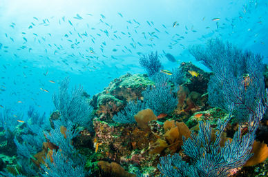 Dive in the Cabo Pulmo Protected Reef & Marine Park (Up to 4 People) image 14