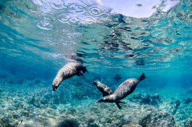 Dive in the Cabo Pulmo Protected Reef & Marine Park (Up to 4 People) image 15