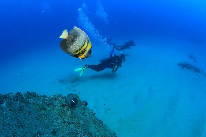 Dive in the Cabo Pulmo Protected Reef & Marine Park (Up to 4 People) image 7