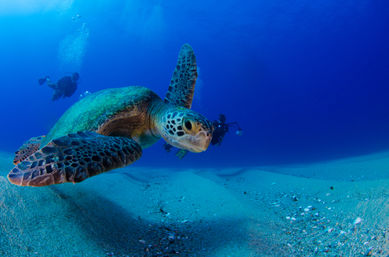 Dive in the Cabo Pulmo Protected Reef & Marine Park (Up to 4 People) image 17