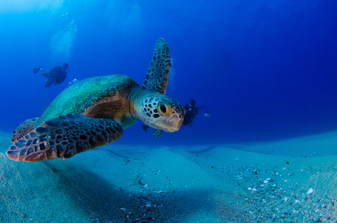 Dive in the Cabo Pulmo Protected Reef & Marine Park (Up to 4 People) image 16