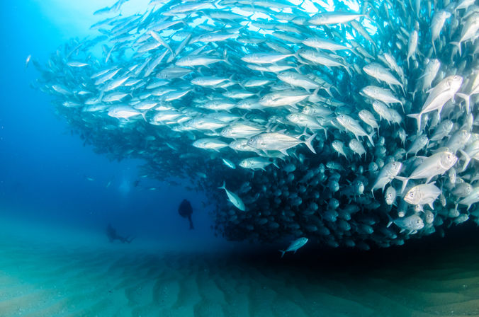 Dive in the Cabo Pulmo Protected Reef & Marine Park (Up to 4 People) image 22