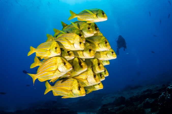 Dive in the Cabo Pulmo Protected Reef & Marine Park (Up to 4 People) image 21