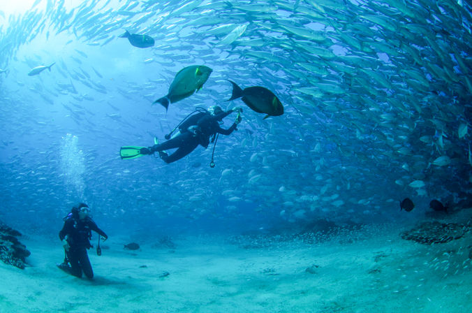 Dive in the Cabo Pulmo Protected Reef & Marine Park (Up to 4 People) image 13