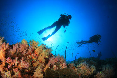 Dive in the Cabo Pulmo Protected Reef & Marine Park (Up to 4 People) image