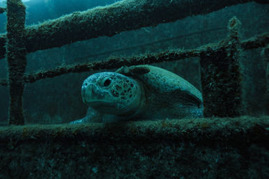 Dive in the Cabo Pulmo Protected Reef & Marine Park (Up to 4 People) image 12