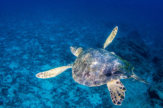 Dive in the Cabo Pulmo Protected Reef & Marine Park (Up to 4 People) image 6