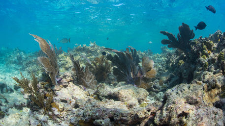 Key West Reef Snorkeling Catamaran Cruise image 6