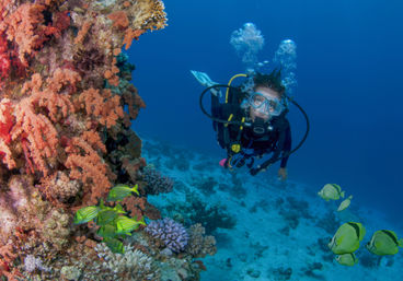 Two-Tank Dive at Cabo's Famous Arch for Certified Divers image 5