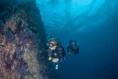 Two-Tank Dive at Cabo's Famous Arch for Certified Divers image 8