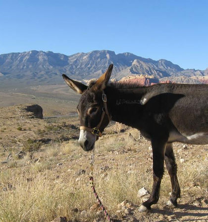 Red Rock Canyon Stunning Hike with Private Transportation Included image 5