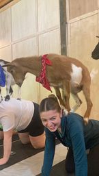 Private Goat Yoga Experience: Beginner-Friendly with Endless Photo Ops for Your Group image 21