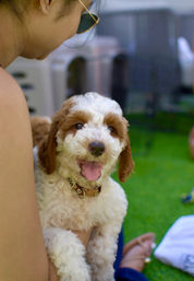 Puppy Yoga Experience at Your Vacation Rental image 6