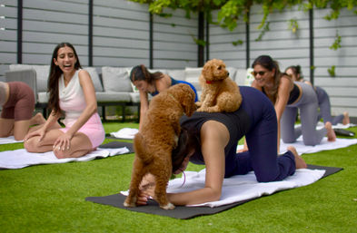 Puppy Yoga Experience at Your Vacation Rental image 3