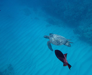 Turtle Canyon Snorkel Adventure: Swim with Sea Turtles in Hawaii with Your Crew image 12