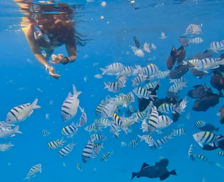 Turtle Canyon Snorkel Adventure: Swim with Sea Turtles in Hawaii with Your Crew image 15