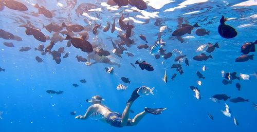 Turtle Canyon Snorkel Adventure: Swim with Sea Turtles in Hawaii with Your Crew image
