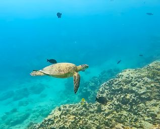Turtle Canyon Snorkel Adventure: Swim with Sea Turtles in Hawaii with Your Crew image 4