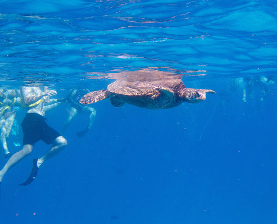 Turtle Canyon Snorkel Adventure: Swim with Sea Turtles in Hawaii with Your Crew image 16