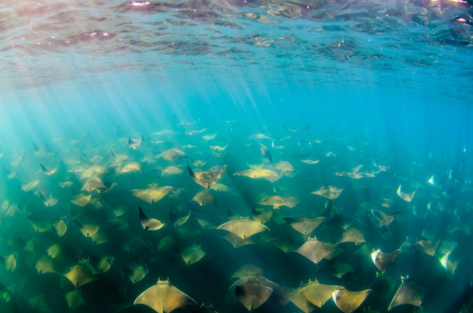 Snorkel at the Famous Cabo Pulmo Reef (Up to 8 People) image 14