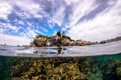 Snorkel at the Famous Cabo Pulmo Reef (Up to 8 People) image 7