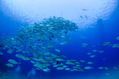 Snorkel at the Famous Cabo Pulmo Reef (Up to 8 People) image 15