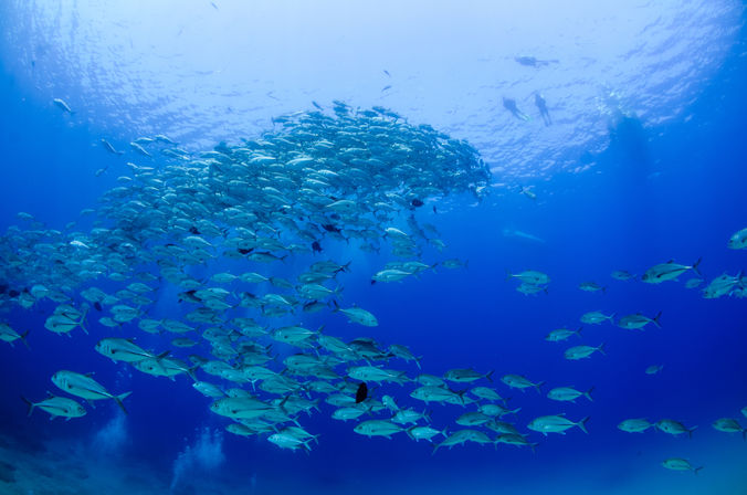 Snorkel at the Famous Cabo Pulmo Reef (Up to 8 People) image 15