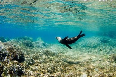 Snorkel at the Famous Cabo Pulmo Reef (Up to 8 People) image 9