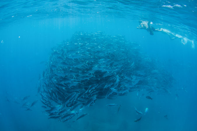 Snorkel at the Famous Cabo Pulmo Reef (Up to 8 People) image 12