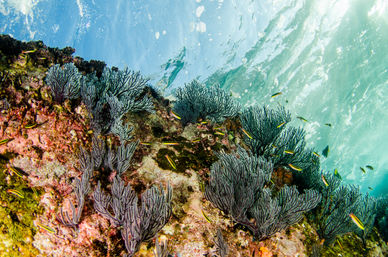 Snorkel at the Famous Cabo Pulmo Reef (Up to 8 People) image 3