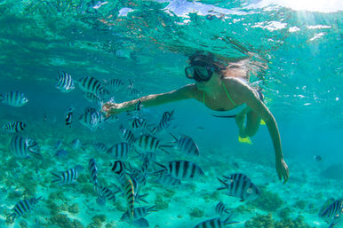 Snorkel at the Famous Cabo Pulmo Reef (Up to 8 People) image 1